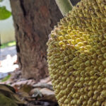 Jack fruit