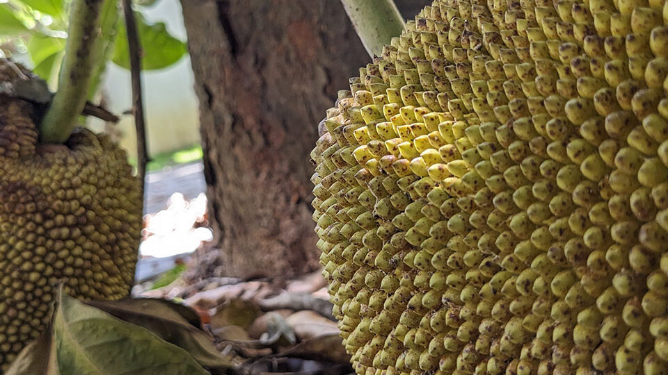 Jack fruit